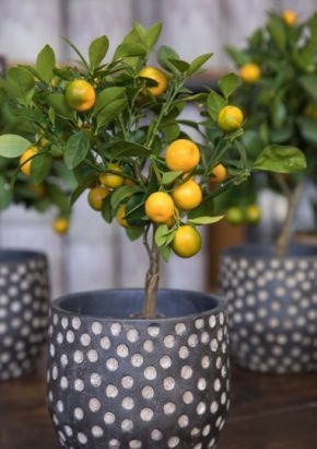 Calamondinorange (Citrus mitis) - 10 Samen