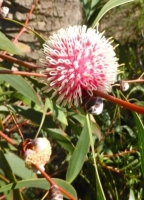 Pincushion - Hakea (Hakea laurina) - 3 Samen
