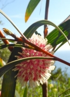 Pincushion - Hakea (Hakea laurina) - 3 Samen