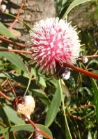 Pincushion - Hakea (Hakea laurina) - 3 Samen
