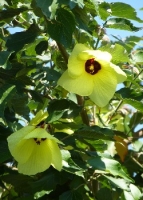Küsten - Hibiskus (Hibiscus tiliaceus) - 10 Samen