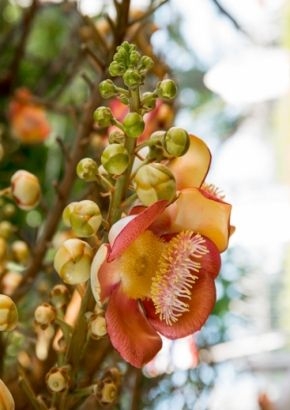 Cannonball-Tree (Couroupita guianensis) - 2 Samen