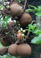 Cannonball-Tree (Couroupita guianensis) - 2 Samen