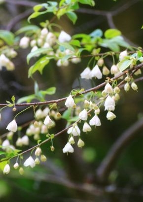 Schneeglöckchenbaum (Halesia carolina) - 10 Samen