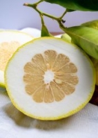 Zitronat-Zitrone (Citrus medica L.) - 7 Samen