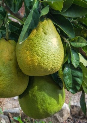 Pomelo (Citrus maxima syn. C.grandis) - 6 Samen