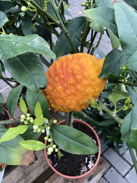 ZitronatZitrone / Rosso (Citrus medica`pigmentata` L.) - 7 Samen