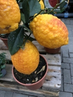 ZitronatZitrone / Rosso (Citrus medica`pigmentata` L.) - 7 Samen
