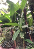 Yunnan-Banane (Musa yunnanensis) - 7 Samen