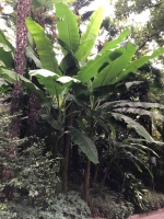 Yunnan-Banane (Musa yunnanensis) - 7 Samen