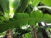 Yunnan-Banane (Musa yunnanensis) - 7 Samen