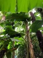 Yunnan-Banane (Musa yunnanensis) - 7 Samen