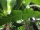Yunnan-Banane (Musa yunnanensis) - 7 Samen