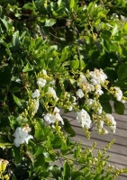 Skyflower-White (Duranta repens alba) - 10 Samen