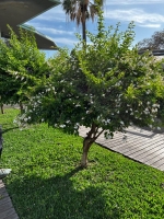 Skyflower-White (Duranta repens alba) - 10 Samen