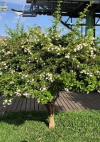 Skyflower-White (Duranta repens alba) - 10 Samen