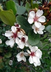 Ananas - Guave (Acca sellowiana) - 20 Samen