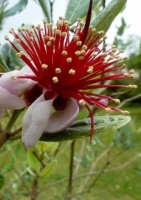 Ananas - Guave (Acca sellowiana) - 20 Samen