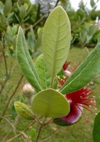 Ananas - Guave (Acca sellowiana) - 20 Samen