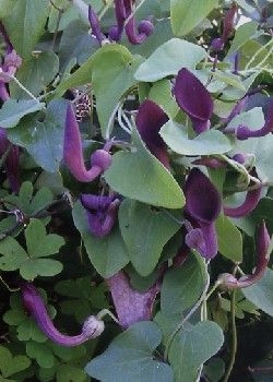 Andalus. Gespensterpflanze (Aristolochia baetica) - 10 Samen