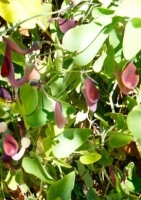 Andalus. Gespensterpflanze (Aristolochia baetica) - 10 Samen