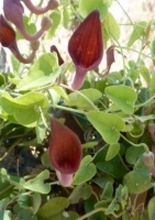 Andalus. Gespensterpflanze (Aristolochia baetica) - 10 Samen