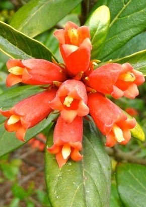 Afrikanischer Granatapfel (Burchellia bubalina ) - 10 Samen