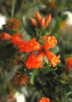 Afrikanischer Granatapfel (Burchellia bubalina ) - 10 Samen