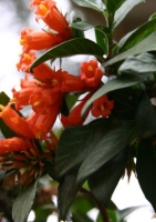 Afrikanischer Granatapfel (Burchellia bubalina ) - 10 Samen