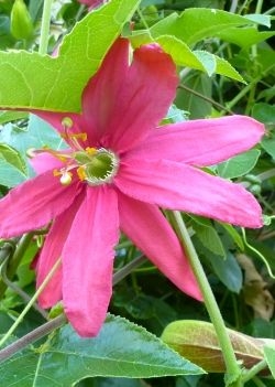 Coral-Pink-Passion Vine (Passiflora jamesonii) - 10 Samen