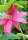 Coral-Pink-Passion Vine (Passiflora jamesonii) - 10 Samen