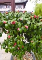 Japanische Kamelie (Camelia japonica) - 4 Samen
