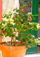Japanische Kamelie (Camelia japonica) - 4 Samen