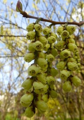 Japanischer Perlschweif (Stachyurus praecox ) - 20 Samen