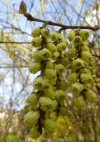 Japanischer Perlschweif (Stachyurus praecox ) - 20 Samen