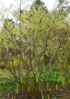 Japanischer Perlschweif (Stachyurus praecox ) - 20 Samen