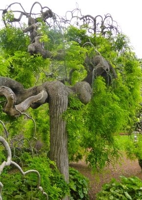 Japanischer Schnurrbaum (Sophora japonica) - 20 Samen