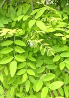 Japanischer Schnurrbaum (Sophora japonica) - 20 Samen