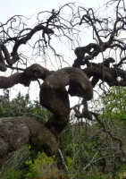 Japanischer Schnurrbaum (Sophora japonica) - 20 Samen