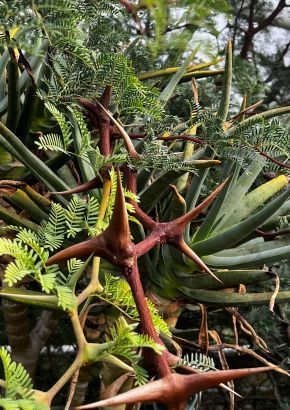 Kameldornakazie (Acacia eriloba syn. Vachella erioloba) - 10 Samen