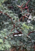 Kameldornakazie (Acacia eriloba syn. Vachella erioloba) - 10 Samen