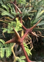 Kameldornakazie (Acacia eriloba syn. Vachella erioloba) - 10 Samen