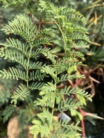 Kameldornakazie (Acacia eriloba syn. Vachella erioloba) - 10 Samen