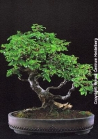 Rotbuche (Fagus sylvatica) Freilandbonsai