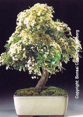 Schmalblättriger Feuerdorn Freilandbonsai