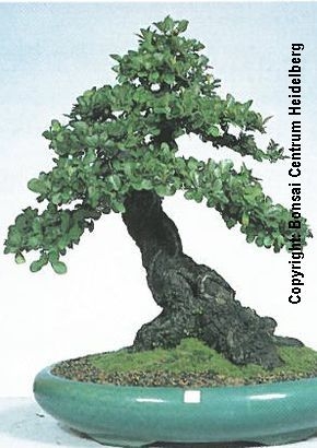 Schwarzrindige Kaki/Tako Zimmerbonsai