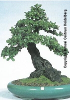 Schwarzrindige Kaki/Tako Zimmerbonsai