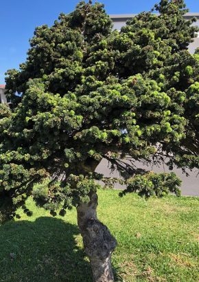 Spanische Tanne Zimmer-/Freilandbonsai