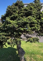 Spanische Tanne Zimmer-/Freilandbonsai