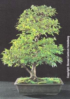 Südlicher Zürgelbaum Zimmer-/Freilandbonsai